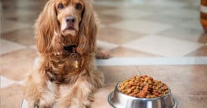 pet supplies