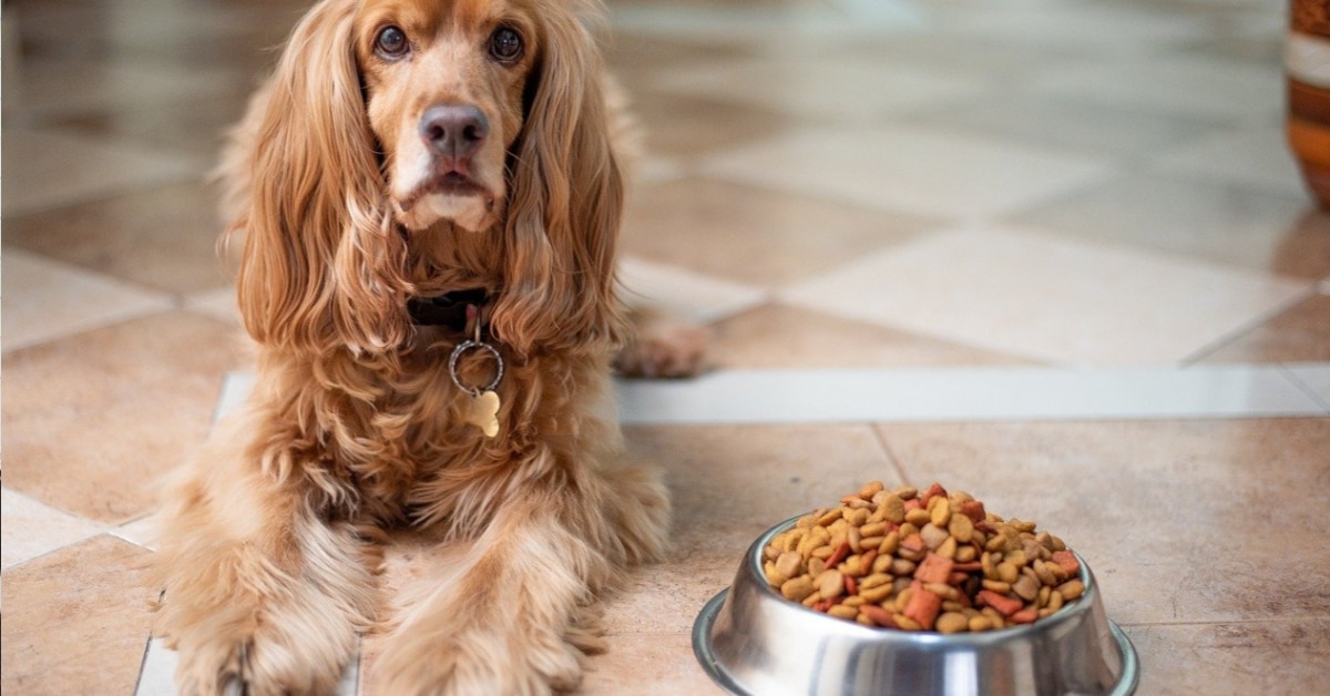 pet supplies